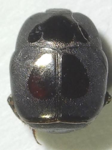 Saprinus figuratus